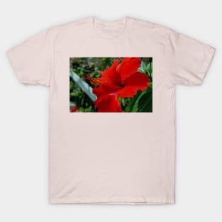 Hibiscus Flower T-Shirt